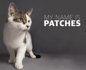Saint John SPCA Animal Rescue Pet of the Week is Patches