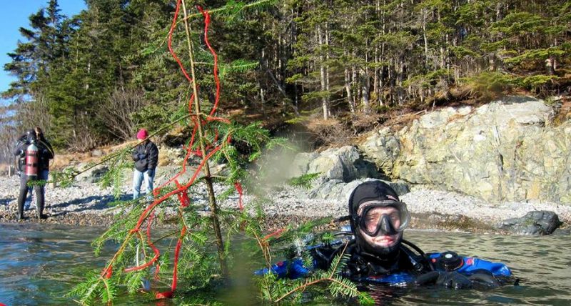 Annual-Christmas-Tree-Dive