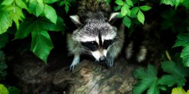 Rabies control measures to be conducted in Saint John