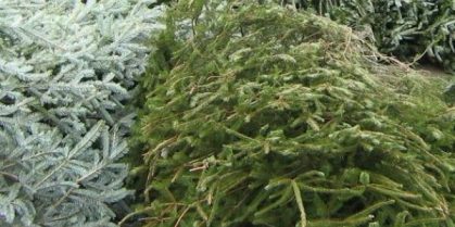 City’s Annual Christmas Tree Drop-off Program Now Underway