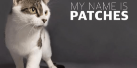 SPCA Pet of the Week is Patches